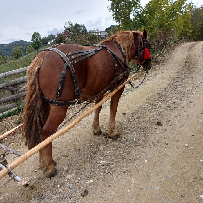 Vând cal la garanție