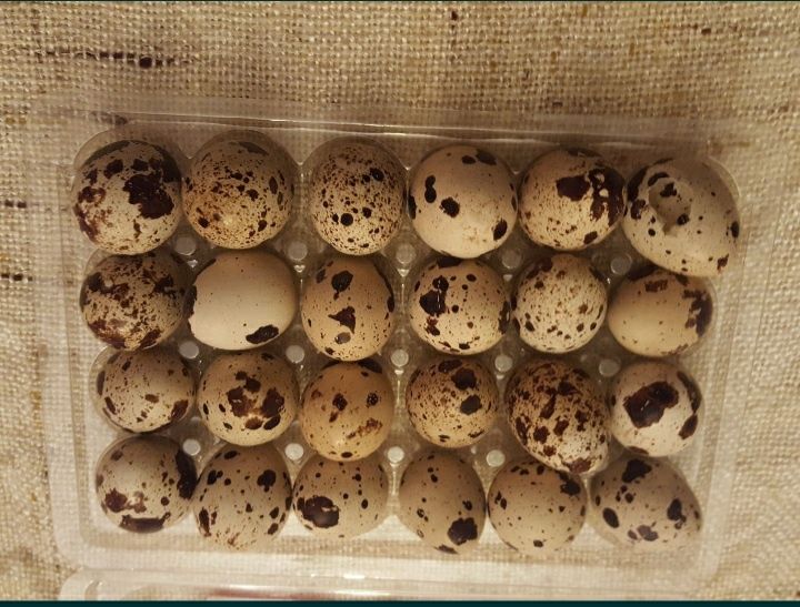 Oua perpelite pentru incubat