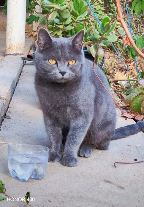 Britan zotli mushuk sotiladi