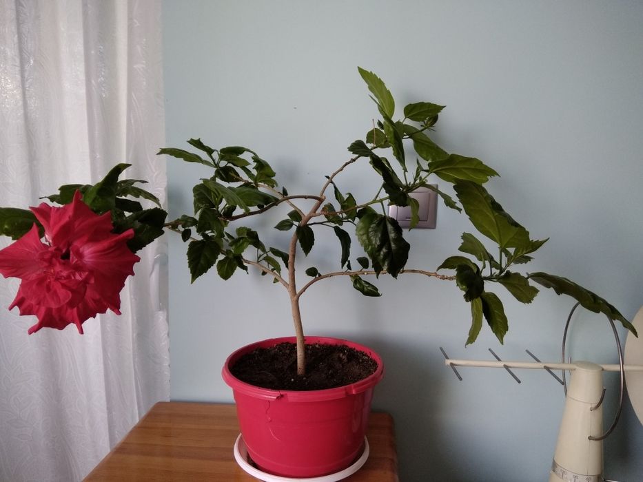 Китайска роза червена