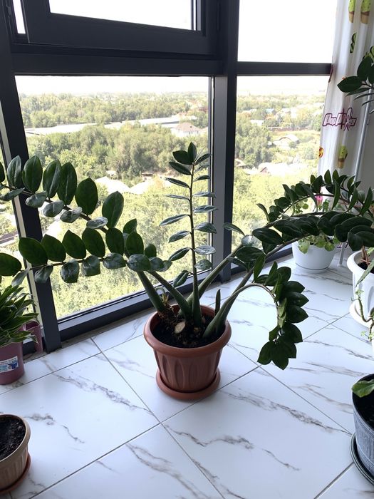 Продам Замиокулькас - долларовое дерево