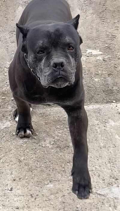 Mascul cane corso caut partenera