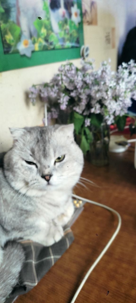 Кот Филип вязка .