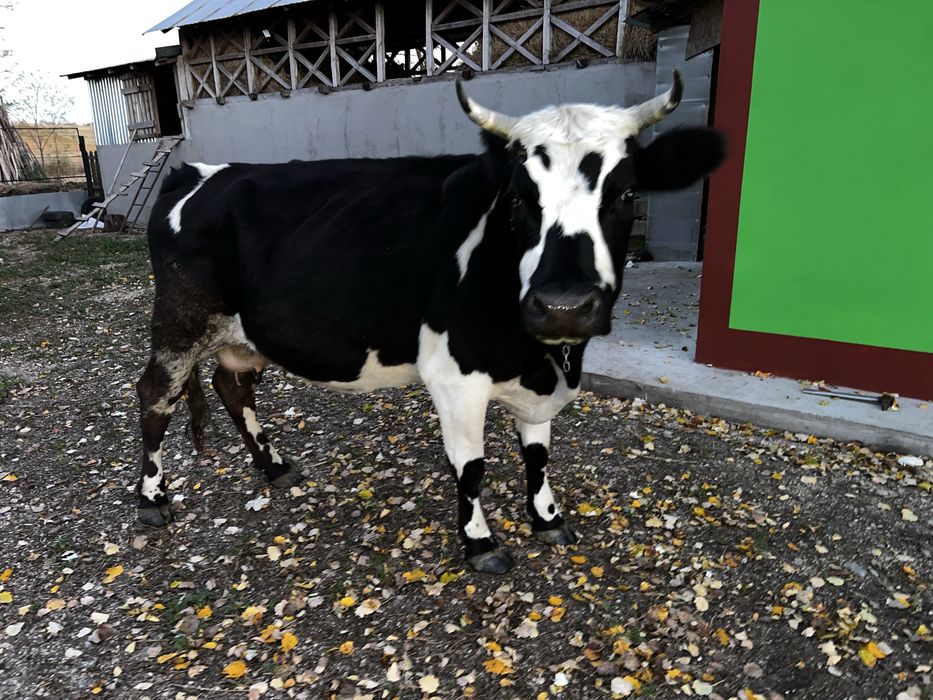 Vaca de vanzare si viteii