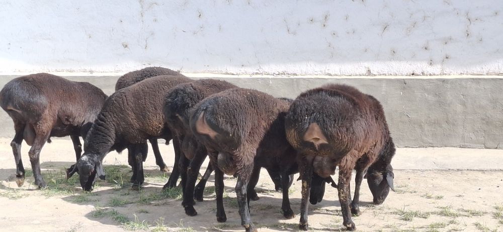 Jaydari go'shtdor qo'chqorla sotiladi