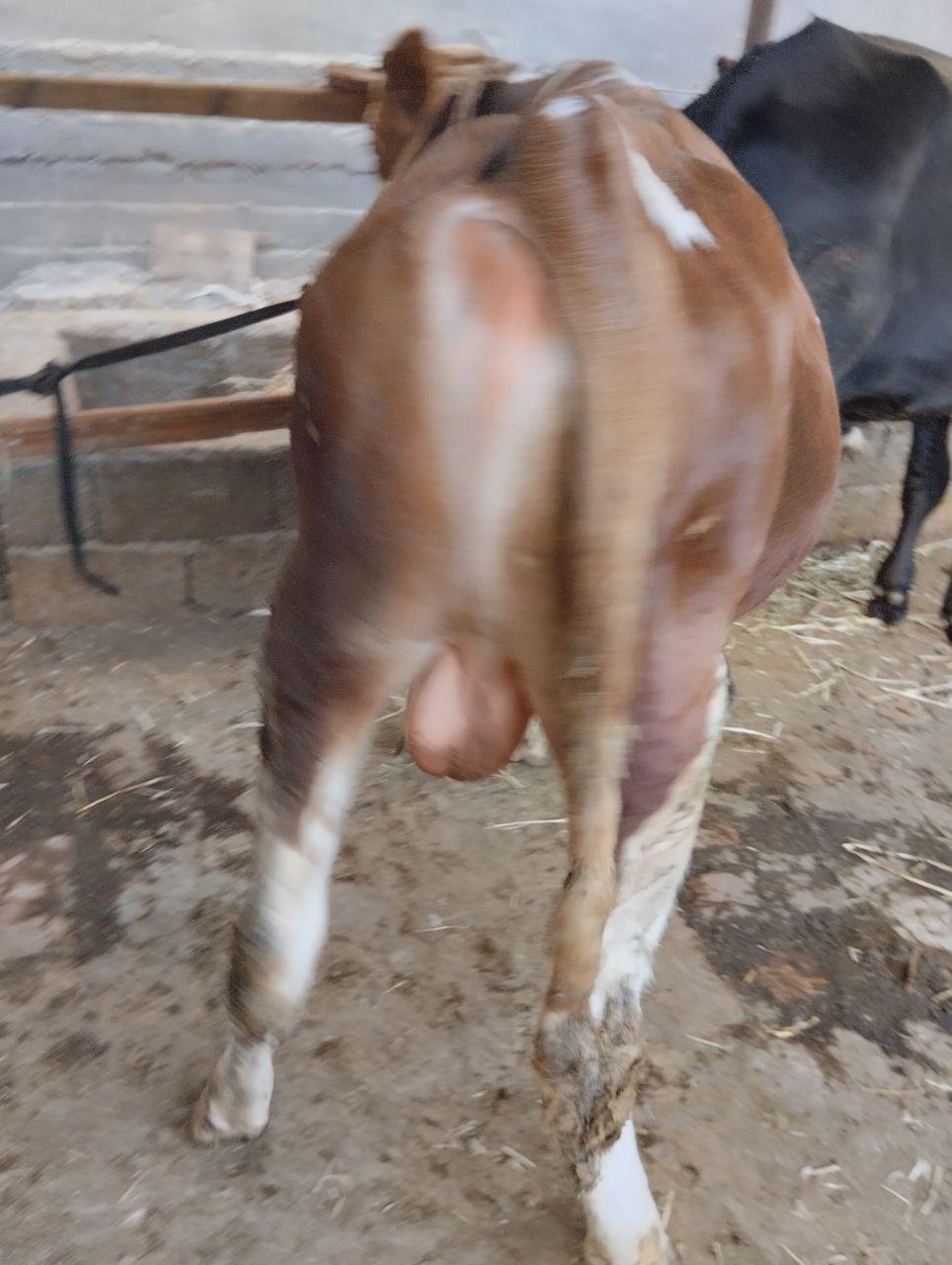 Semintal buqacha sotiladi