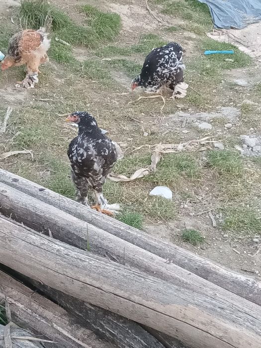 Disponibili  pui brahma negru bobat.