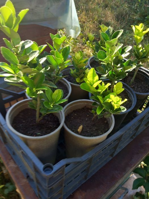 Vând laur englezesc la ghiveci și hortensi la ghiveci  mari