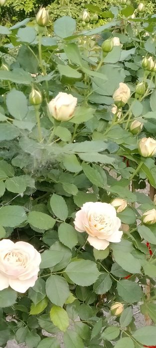 Кафолатлик Асартимент Атиргул Кучатлари СОТИЛАДИ