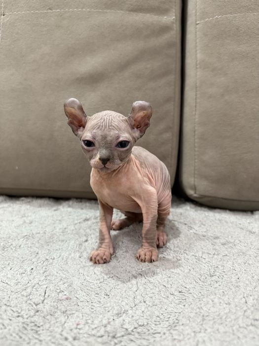 Котята эльфики готовы к переезду в новый дом.