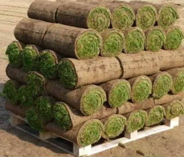 Gazon Rulou Sport premium