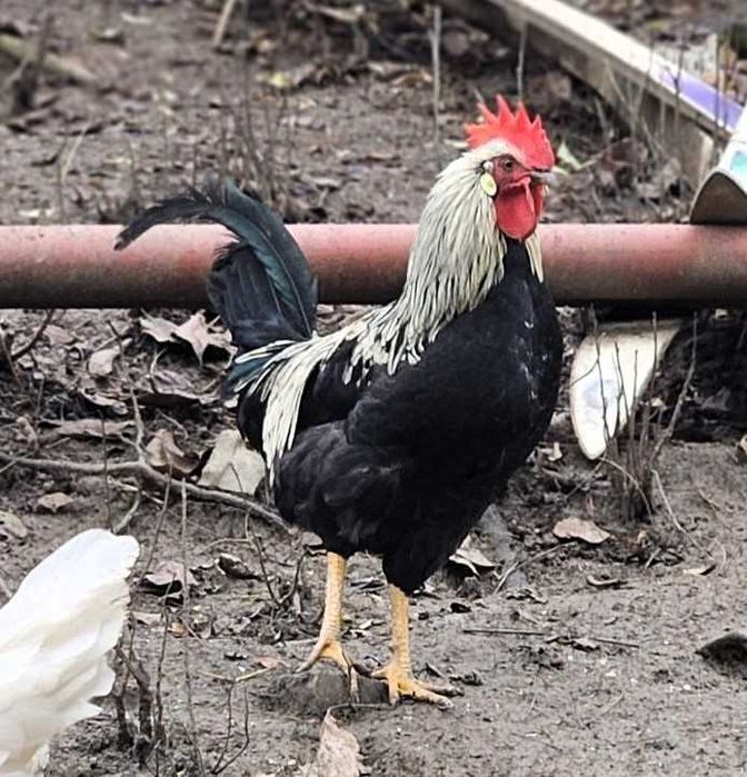 Италианска кокошка Легхорн (Ливорно)