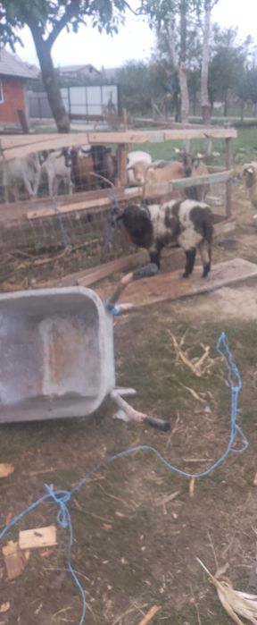 Vând un miel și capre