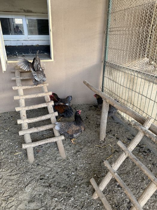 Gaini si cocosi mai multe rase!