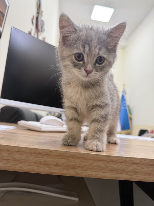 Mushuk sotiladi,  2 oylik