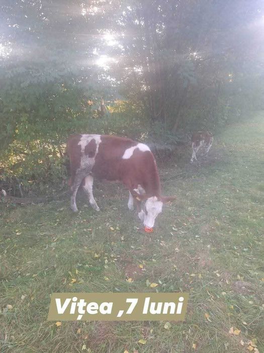 Bălțată Româneasca, cu certificat de origine.