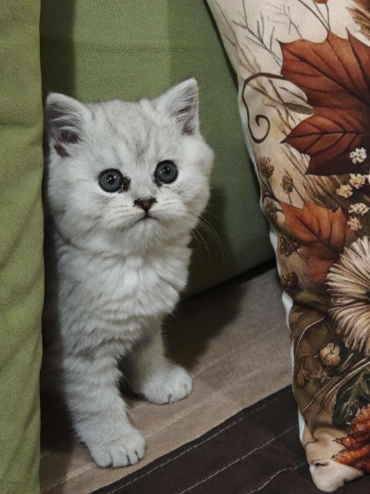 Сребърна чинчила