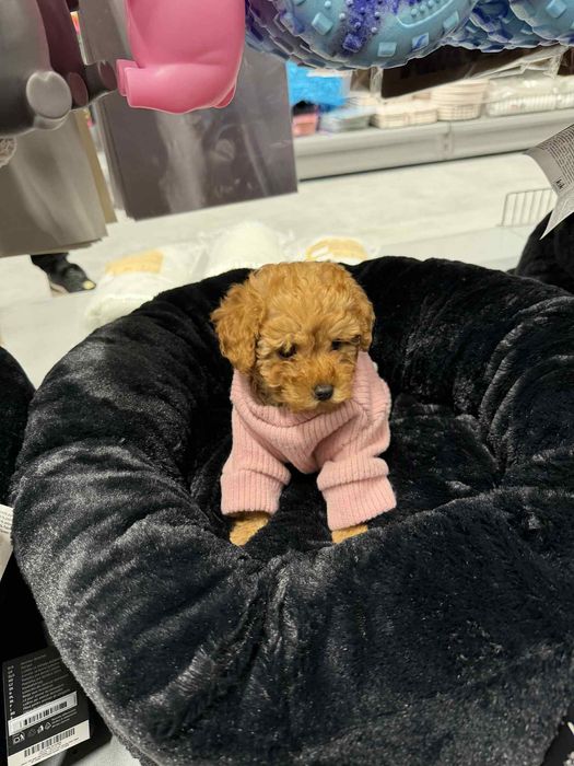 Куче той пудел на 2 месеца