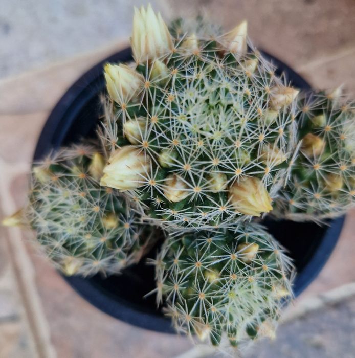 Cactuși cu  flori, ghiveci și pământ