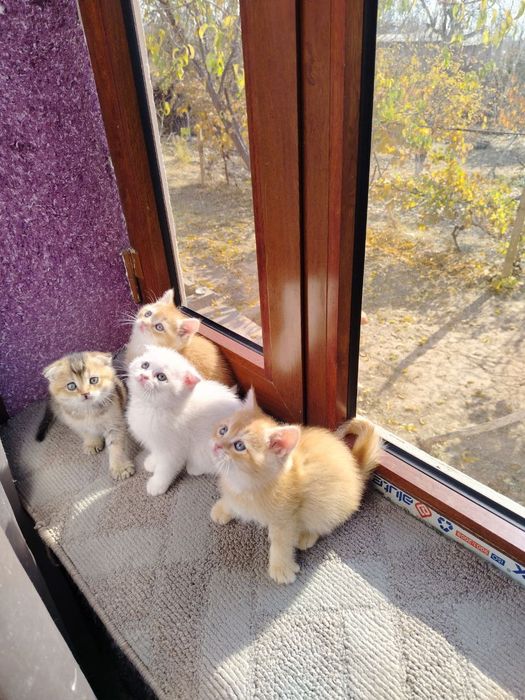 Zalatoy shinshila va Fold bolalari