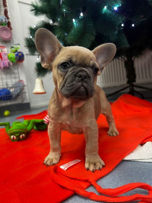 Bulldog francez pedigree