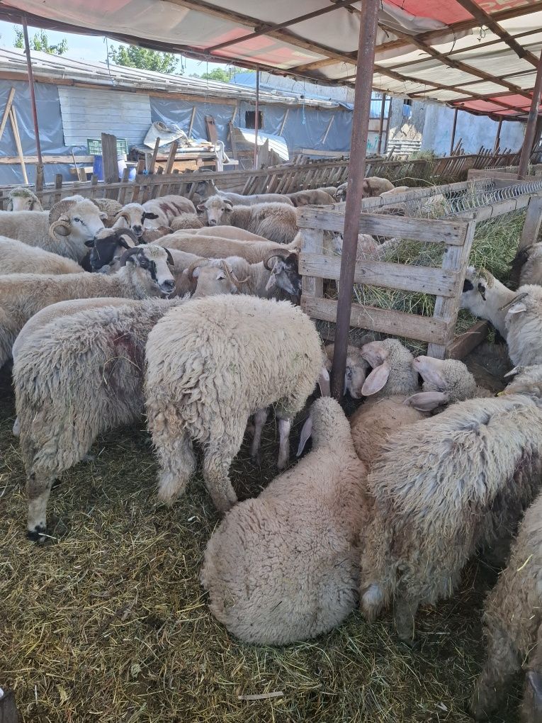 Vand oi țurcane tinere