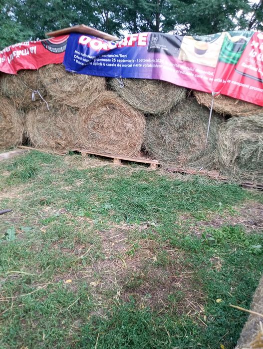 Vând baloți de lucernă coasa a doua