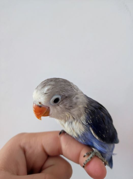 Ruchnoy popugay sotiladi