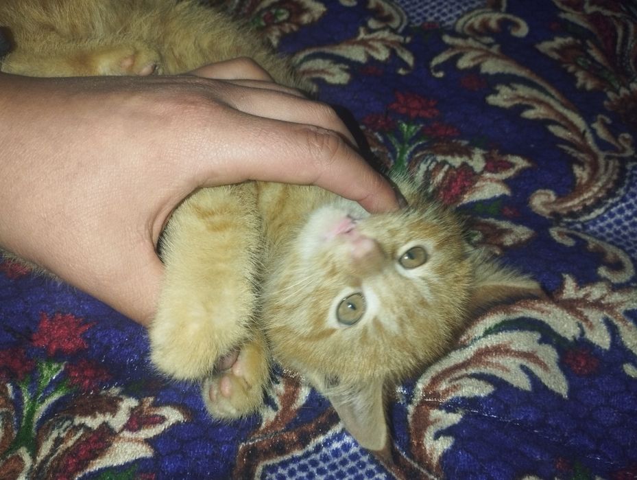 Mushuk Garfilddek rangda tekin