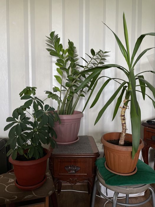 Комнатные растения