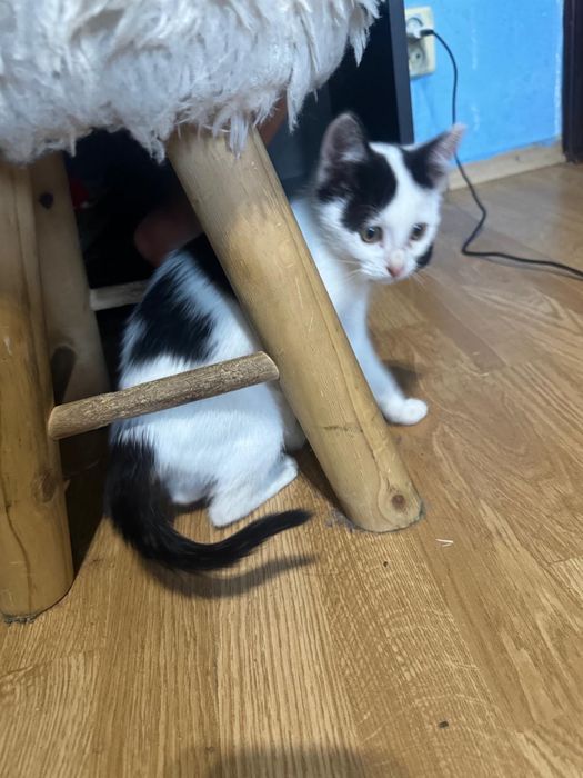 Motanei spre adoptie