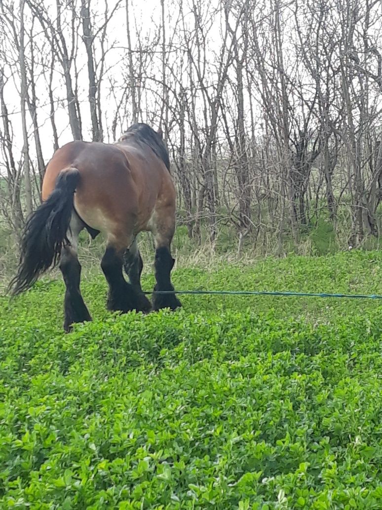 Armăsar Ardenez de Montă judet Timiș