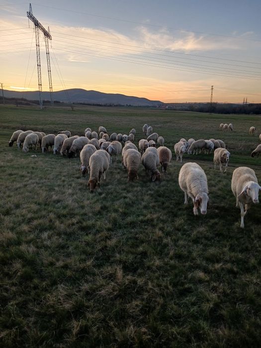 Продавам овце Аваси и Асаф