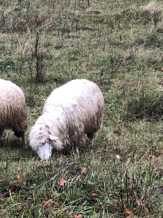 Vând 6 oi și un berbec!