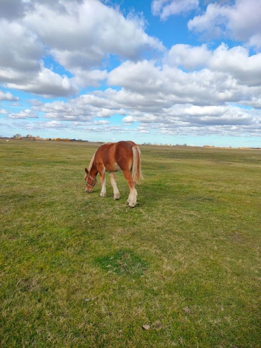 Vând mânz din părinți negri
