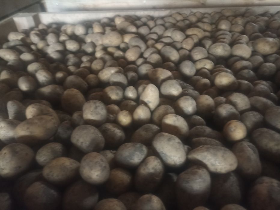Cartof animale saminta -40 sortat fara taiati sau stricati vrac