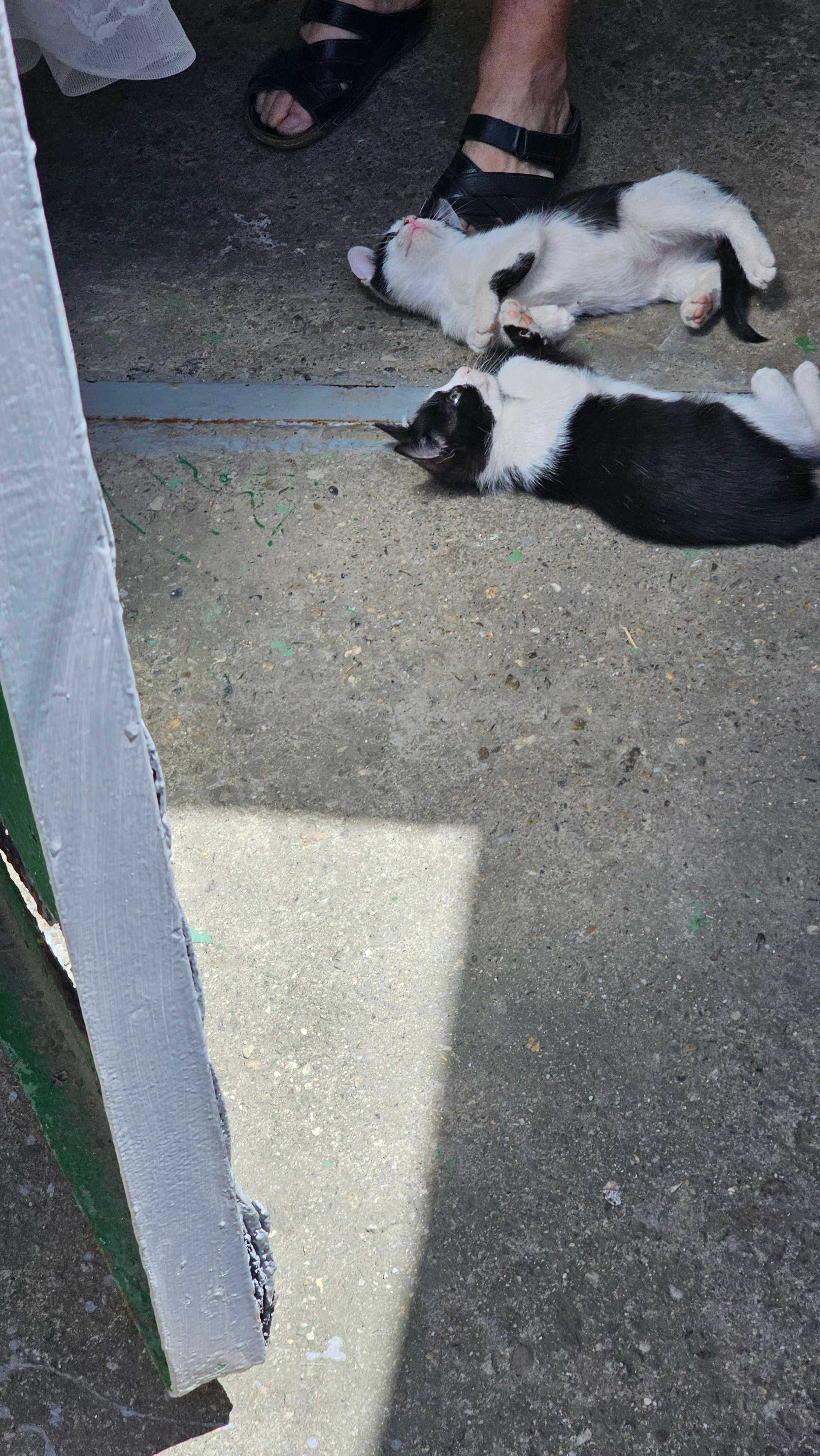 Se dau spre adoptie 2 pisicuti de 2 luni