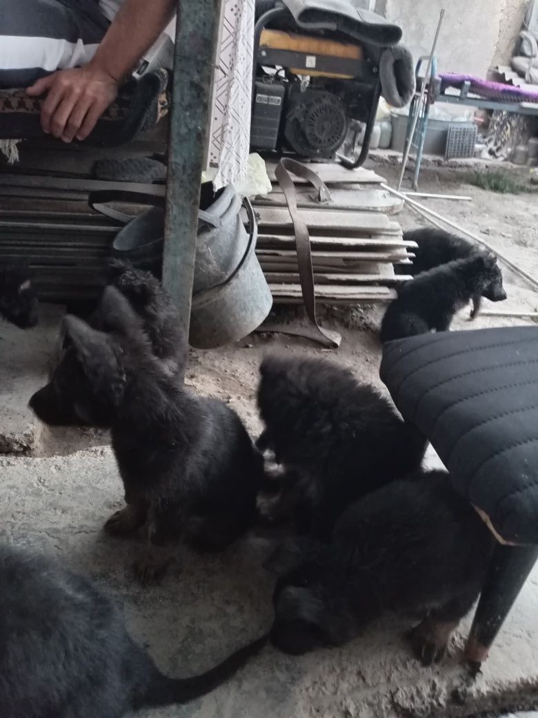 Готовятся к продаже