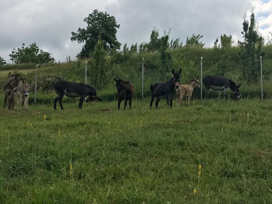 Măgăriță cu pui și pui