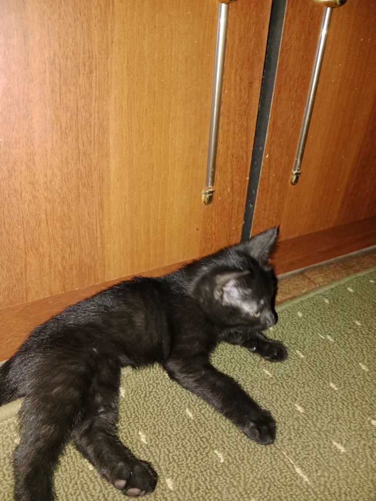 Отдам в хорошие руки бесплатно
