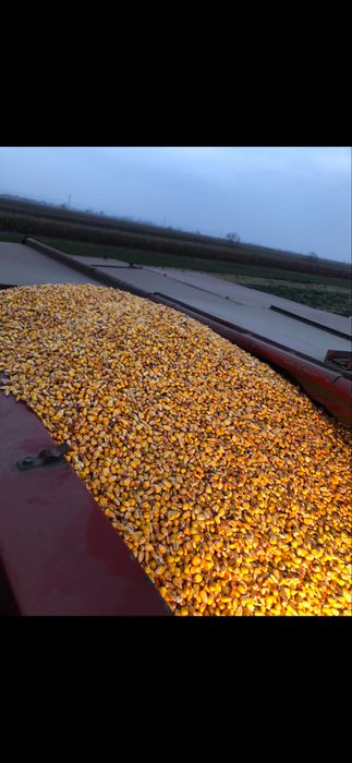 Vand porumb ( graunte ) boabe 2025