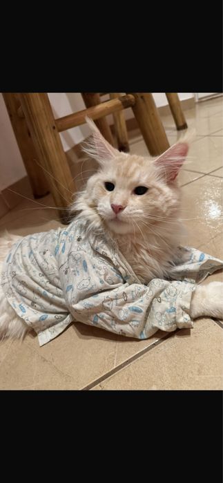 pui maine coon 1 an fertil