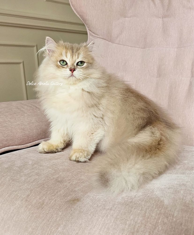 Fetita British Longhair cu ochi verzi, pedigree