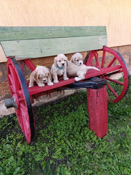 Американски кокер шпаноли