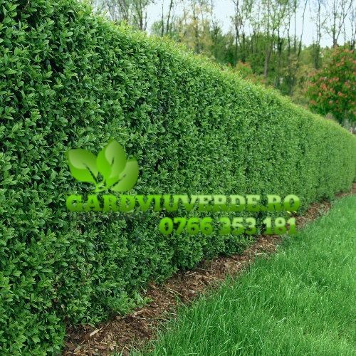 Ligustrum Verde Special Pentru Gard Viu