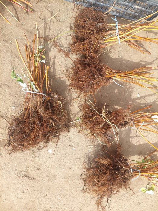 Разсад ягоди и малини