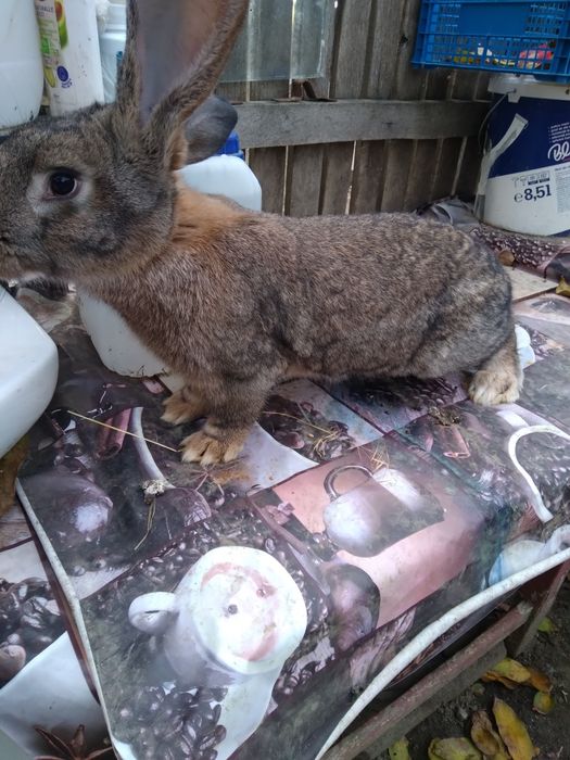 Uriași german și alte rase!