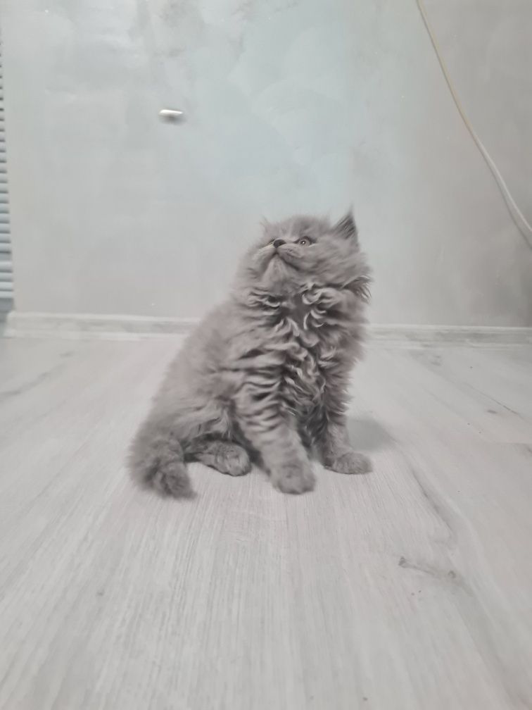 Британски късокосмести котета