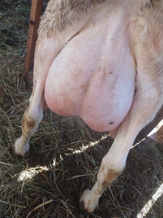 Vand Capre Anglonubian