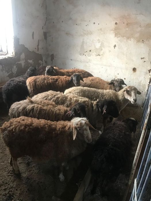 Токты, кой сатылады.